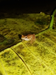 Dendropsophus microcephalus