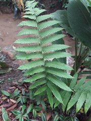 Christella parasitica