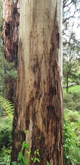 Eucalyptus viminalis viminalis