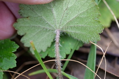 Hydrocotyle laxiflora