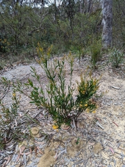 Daviesia corymbosa