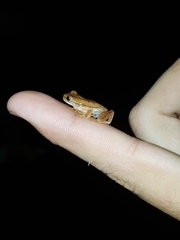 Dendropsophus microcephalus