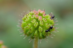Hydrocotyle laxiflora