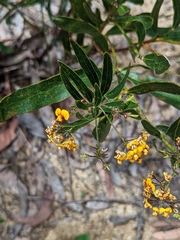 Daviesia corymbosa