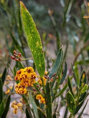 Daviesia corymbosa