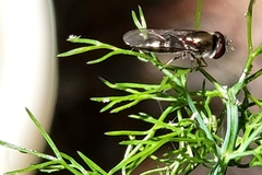 Platycheirus