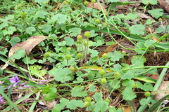 Hydrocotyle laxiflora