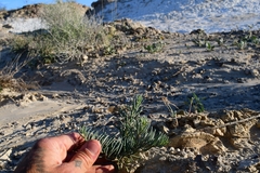 Pseudoclappia watsonii