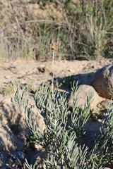 Pseudoclappia watsonii