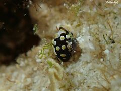 Colpodaspis thompsoni