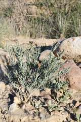 Pseudoclappia watsonii