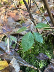 Polygaloides paucifolia