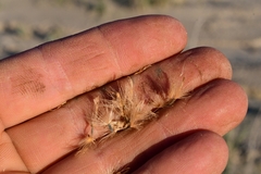 Pseudoclappia watsonii