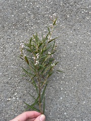 Leucopogon australis