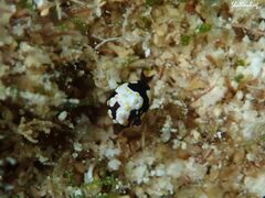 Colpodaspis thompsoni