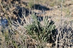 Pseudoclappia watsonii