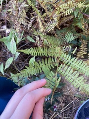 Athyrium