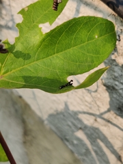 Odontomantis planiceps