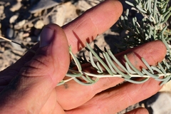 Pseudoclappia watsonii