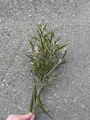 Leucopogon australis