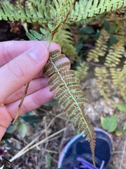 Athyrium