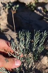 Pseudoclappia watsonii