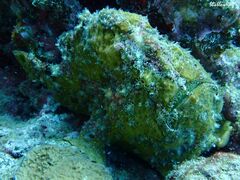 Antennarius commerson