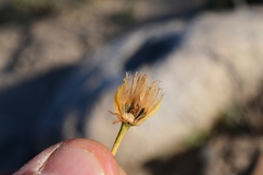 Pseudoclappia watsonii