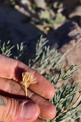 Pseudoclappia watsonii