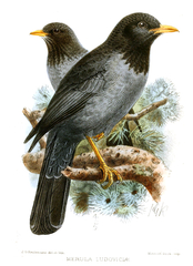 Somali Thrush photo 2
