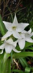 Crinum moorei