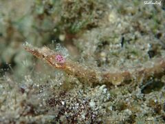 Halicampus edmondsoni