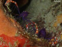 Stenopus tenuirostris