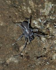 Triaenonychidae