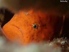 Antennatus tuberosus