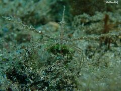 Lambrachaeus ramifer