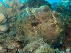 Antennarius commerson