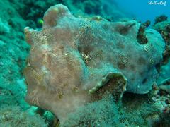Antennarius commerson