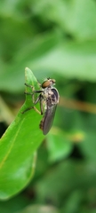 Ommatiini