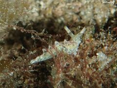 Thuridilla carlsoni