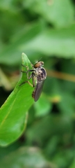 Ommatiini