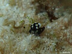 Colpodaspis thompsoni