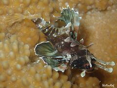 Dendrochirus barberi