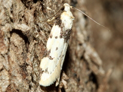 Sympoecila delotypa
