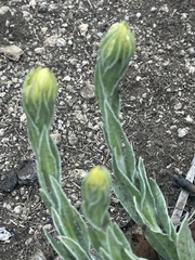 Helichrysum mixtum mixtum