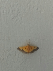 Endocrossis