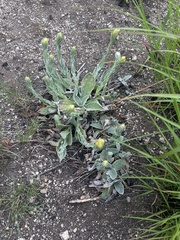 Helichrysum mixtum mixtum