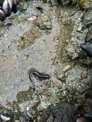 Zoarcidae