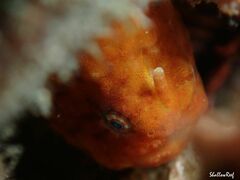 Antennatus tuberosus