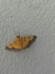Endocrossis